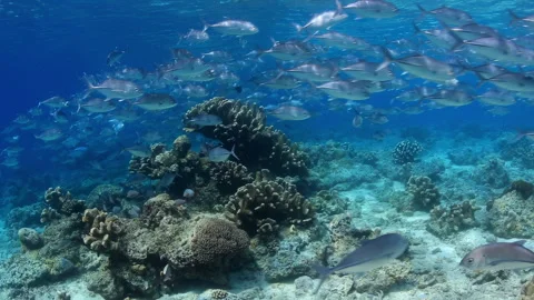 Large School of Jack Fish Swimming Over Coral Reef Stock Footage 345707199
