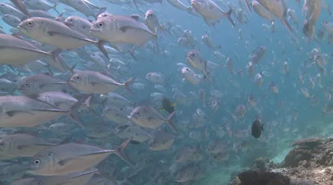 Large school of Jackfish in clear shallow water Stock Footage 10790078