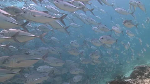 Large school of Jackfish in clear shallow water Stock Footage 10790115