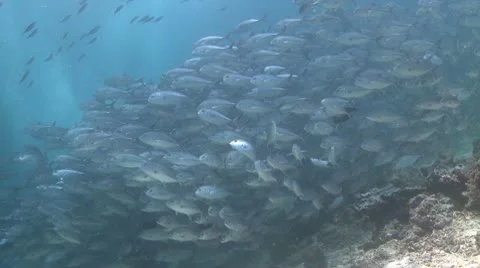 Large school of Jackfish in clear shallow water Stock Footage 10790143