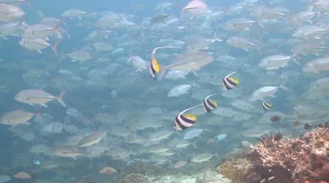 Large school of Jackfish in clear shallow water Stock Footage 10790163