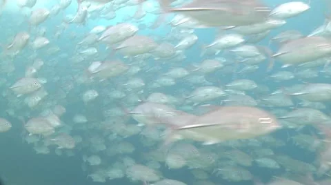 Large school of Jackfish in clear shallow water Stock Footage 10790176