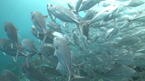 Large school of Jackfish in clear shallow water Stock Footage 10790196