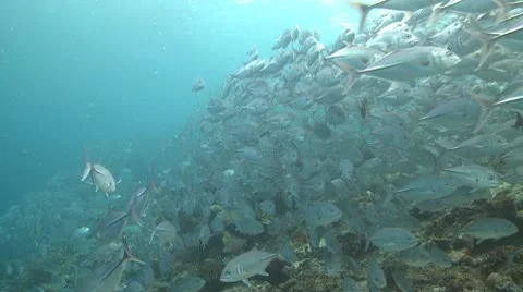 Large school of Jackfish in clear shallow water Stock Footage 10790217