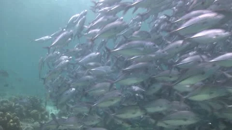 Large school of Jackfish in clear shallow water Stock Footage 10790240