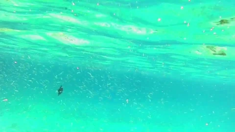 Large School of Juvenile Fish in the Blue Lagoon of Las Cabanas, Red Sea, Egypt Vídeos de archivo 341388205