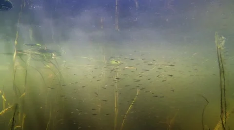 Large school of juvenile roach fish swimming near aquatic plants Stock Footage 55305955