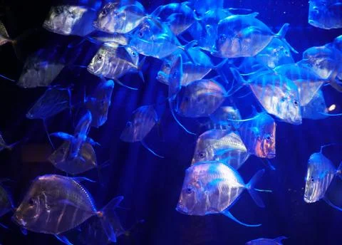 A large school of Lookdown fish under the blue lights Stock Photos
