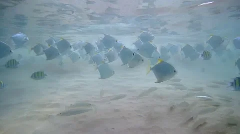 Large school of Malayan Angel, Monodactylus argenteus swim in shallow water  Stock Footage 62259289