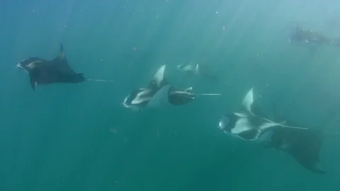 Large school of manta rays feeding frenzy Stock Footage 116443185