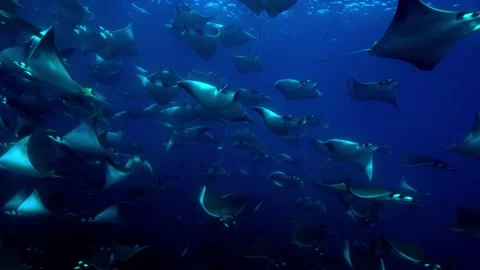 A large school of manta rays gracefully glides through a deep blue ocean. Stock Footage 301032895
