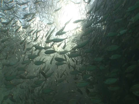 Large school of medium sized baitfish Stock Footage 98668402