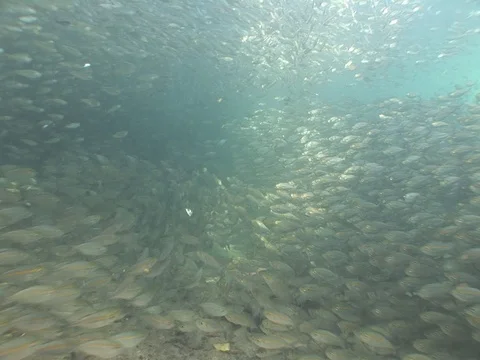 Large school of medium sized baitfish Stock Footage 98668513