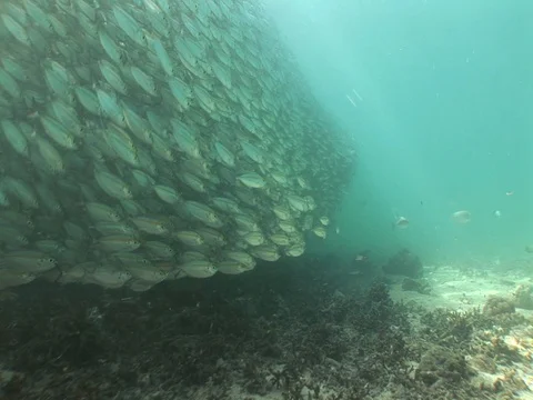 Large school of medium sized baitfish Stock Footage 98668524