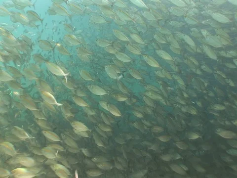 Large school of medium sized baitfish Stock Footage 98668546