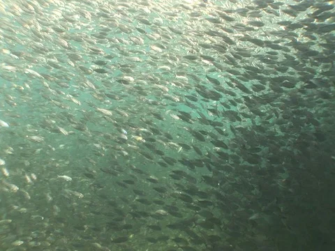 Large school of medium sized baitfish Stock Footage 98668582