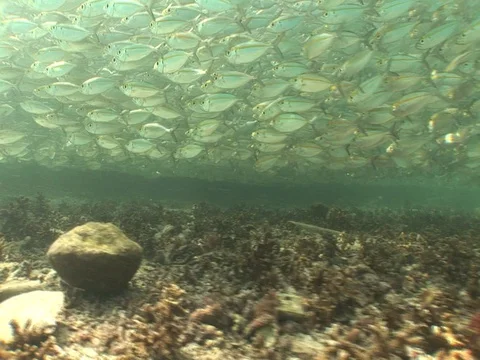 Large school of medium sized baitfish Stock Footage 98668586
