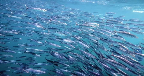 Large School of Mexican Sardines Moving Through Clear Blue Water Stock Footage 341639458