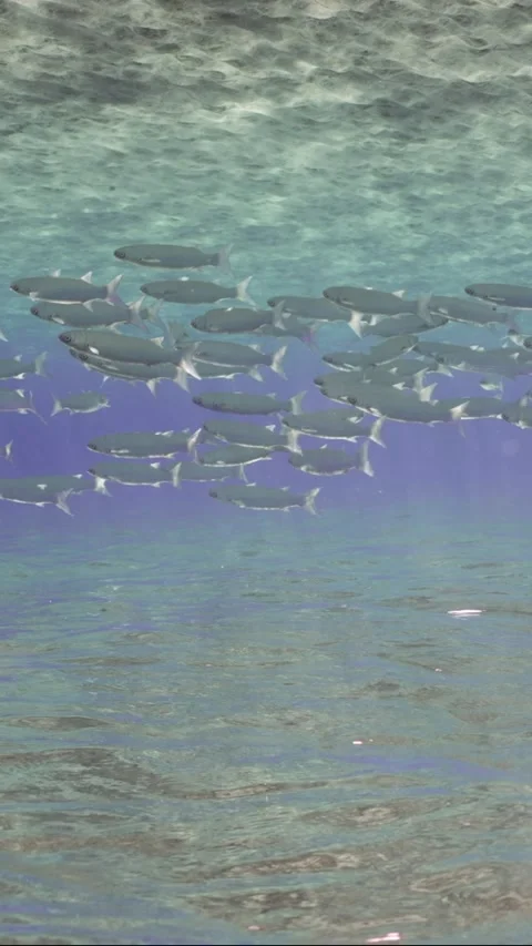 Large school of Mullet fish swims in blue water between sandy bottom and surface Stock Footage 252016111