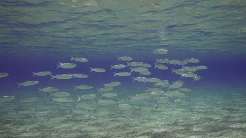 Large school of Mullet fish swims in blue water between sandy bottom and surface Stock Footage 252016396