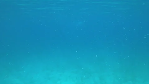 A large school of newly born fish swims Stockbeeldmateriaal 246742170