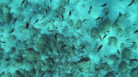 A large school of newly born fish swims Stockbeeldmateriaal 246791410
