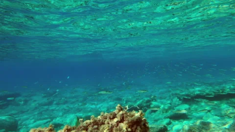 A large school of newly born fish swims Stock Footage 246794391