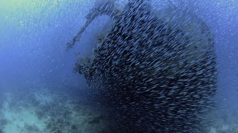 Large school or shoal of bait fish over Shipwreck Stock Footage