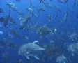 Large school or shoal of Giant trevally SD Footage