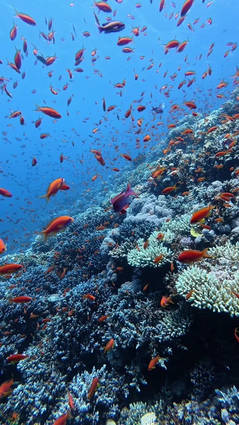Large school of orange anthias fish swimming above a vibrant coral reef in clear Stock Footage 335150531