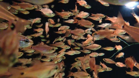 Large school of orange fish swim together in a tank Video stock 49413734