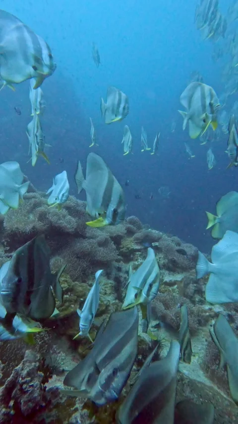 Large school of orbicular batfish swimming above a coral reef in Koh Tao. Stock Footage 304566607