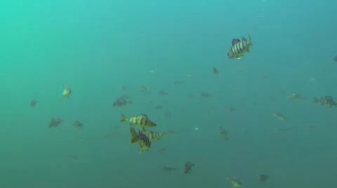 Large school of perch in open water Stock Footage 55213787