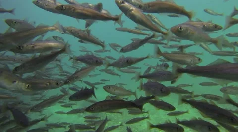 The large school of pollock fish swimming underwater Stock Footage