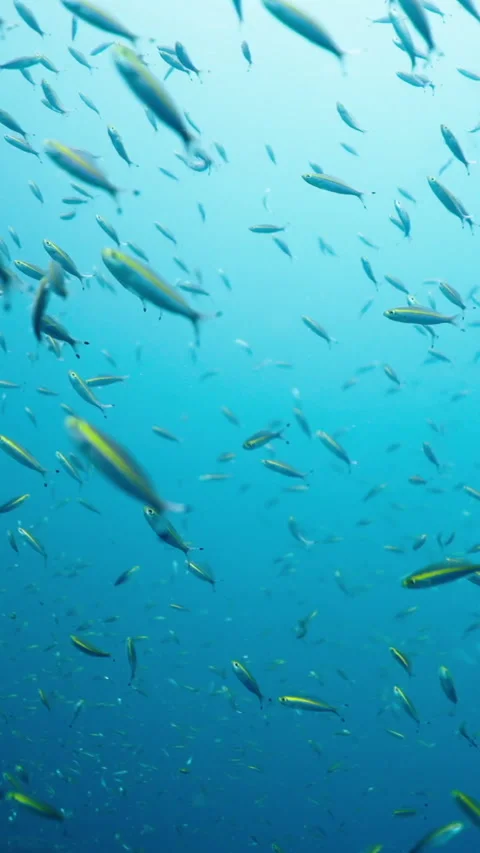 A large school of Pterocaesio fish swim free Stock Footage 267726017