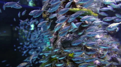 Large school of sardine fish close up in the deep blue sea Stock Footage 40833442
