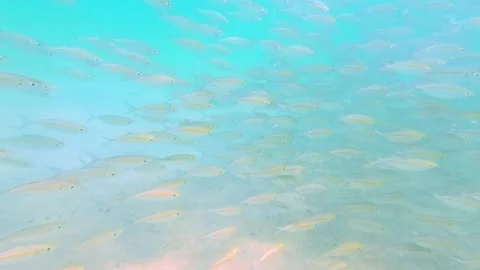 Large School of Scad Swimming Underwater in Slow Motion, Indonesia 스톡 동영상 343409028