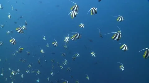 Large school of Schooling Bannerfish in clear deep blue water Stock Footage 10791407
