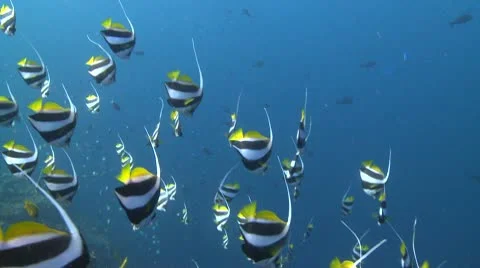 Large school of Schooling Bannerfish in clear deep blue water Stock Footage 10791496