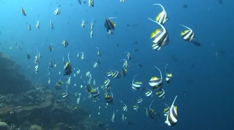 Large school of Schooling Bannerfish in clear deep water Stock Footage