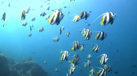 Large school of Schooling Bannerfish in clear deep water Stock Footage 10791655