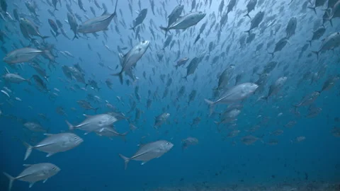 Large school of silver Big eye trevally fish swim in blue tropical water Vidéo 139008679