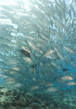 Large school of silver fish over tropical coral reef Stock Photos