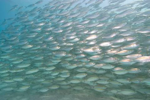 Large school of silver fish Stock Photos