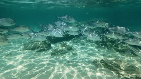 Large School Of Silver Fish Swimming Over Sandy Seabed In Shallow Water Stock Footage 329705276