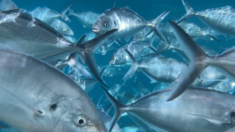 Large school, silver jack bigeye trevally fish or cranx sexfasciatus. Underwater Video stock 114541763