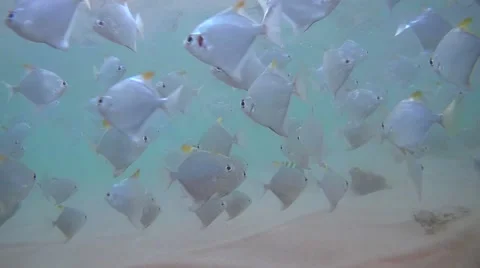 Large school of Silver Moonfish, Monodactylus argenteus stand over sandy bottom  Stock Footage 62279122