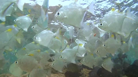 Large school of Silver Moony, Monodactylus argenteus swim under surface of water Stock Footage 62221952
