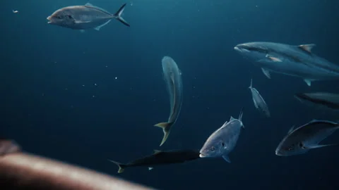 Large school of silver trevally moves as one, their synchronized swimming Stock Footage 303962993