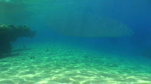 Large school of silverside bait fish Stock Footage 862410